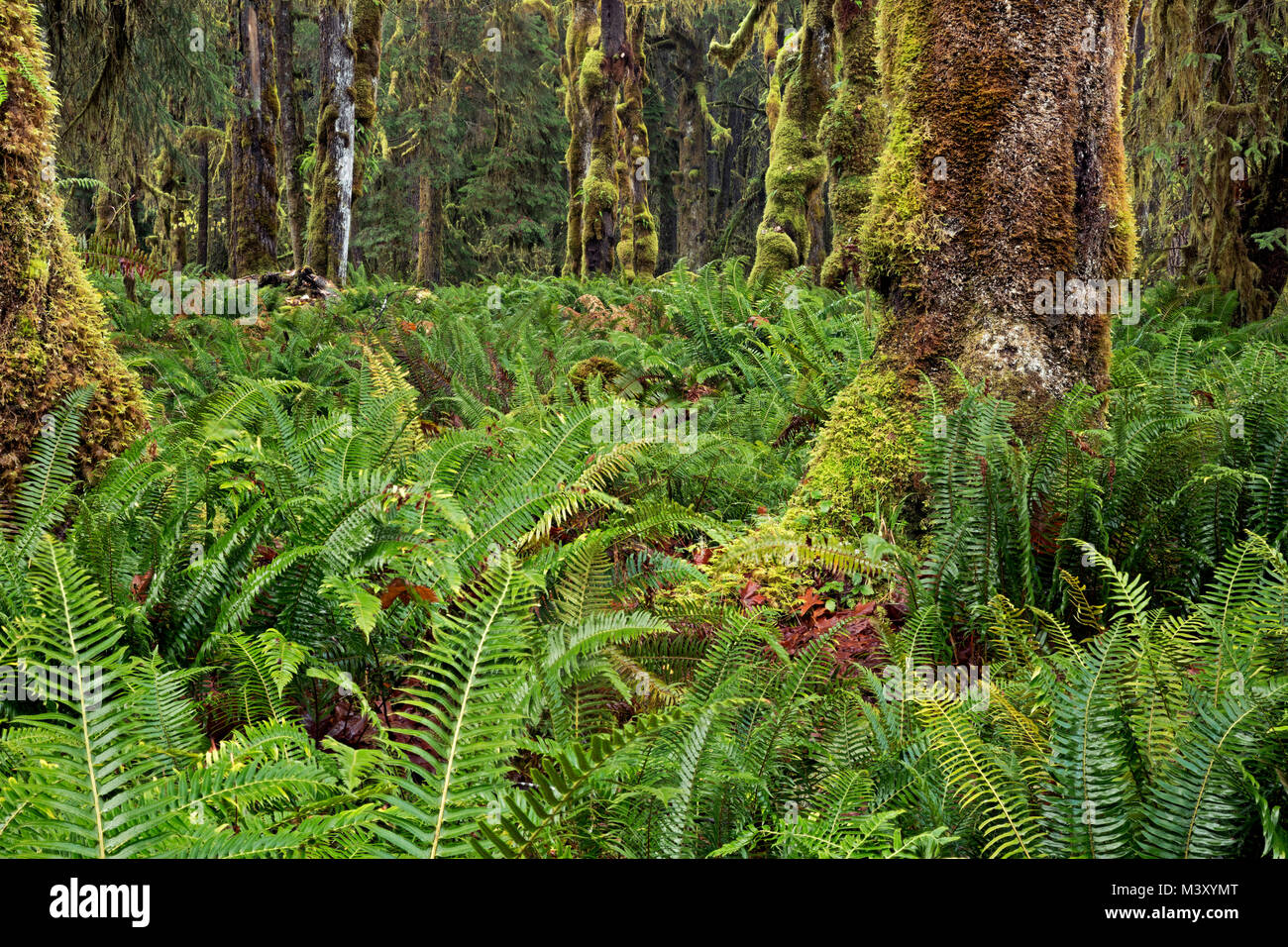 WA13339-00...WASHINGTON - Quinault Rain Forest con coperte di muschio e gli alberi coperti di felce sottobosco dai sepolcri Creek natura Loop nella nazione olimpico Foto Stock
