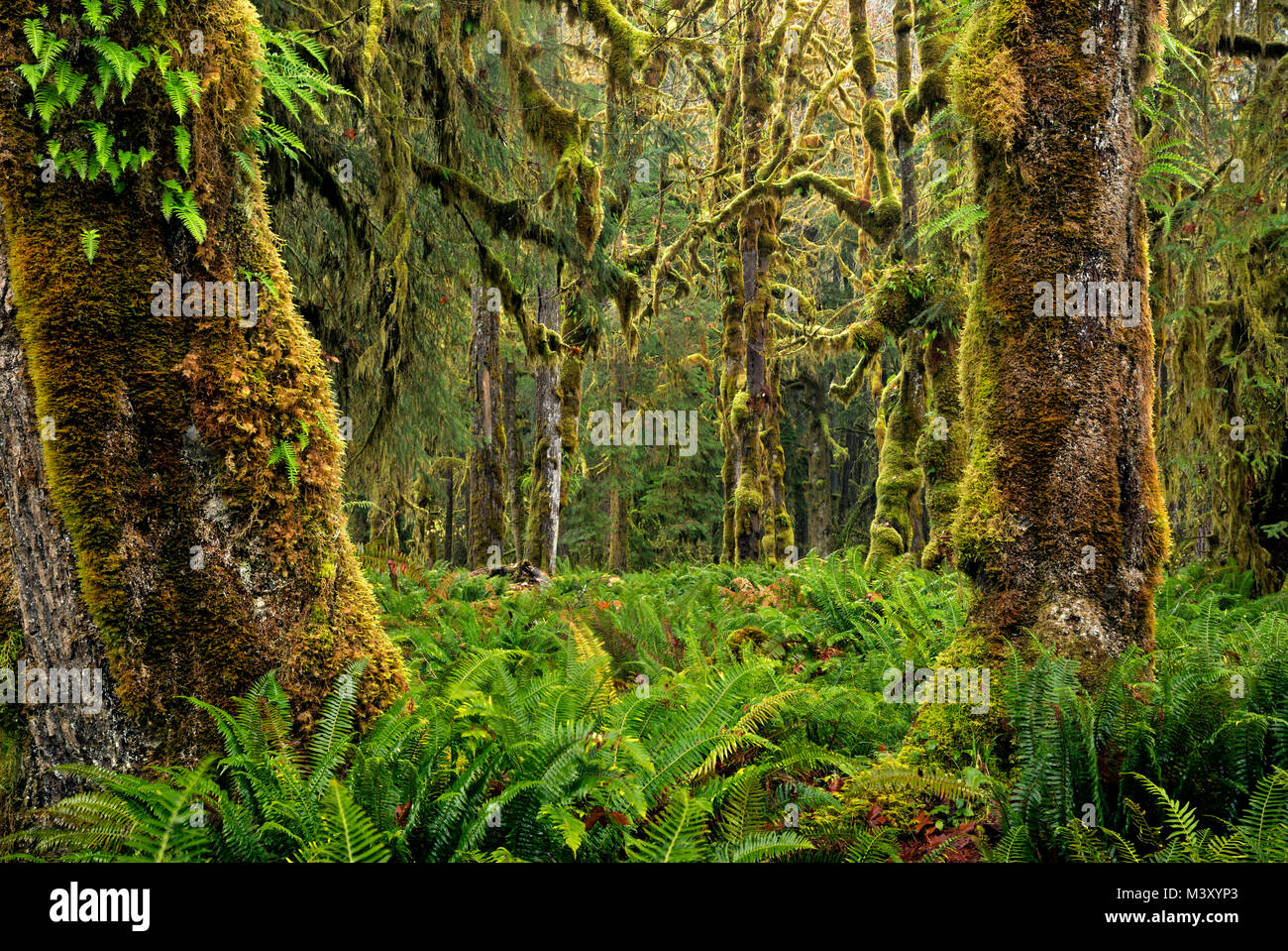 WA13340-00...WASHINGTON - Quinault Rain Forest con coperte di muschio e gli alberi coperti di felce sottobosco dai sepolcri Creek natura Loop nella nazione olimpico Foto Stock
