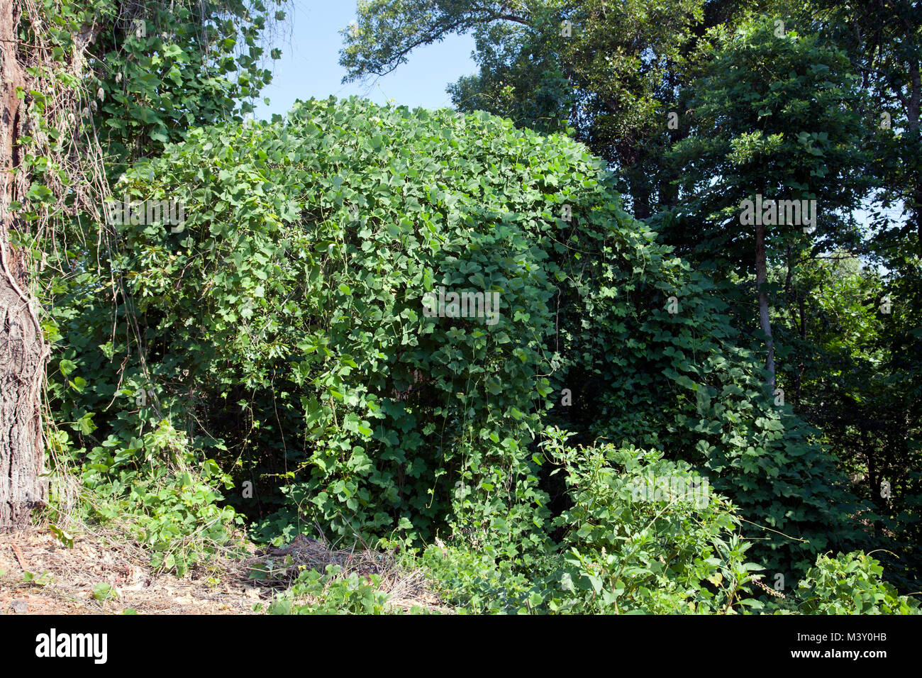 Northwest Arkansas: Il vitigno che abbiamo mangiato il sud -- Kudzu -- coperte fogliame sul ciglio della strada a sud-ovest di casa di montagna. Da Wikipedia: Kudzu (Pueraria l Foto Stock