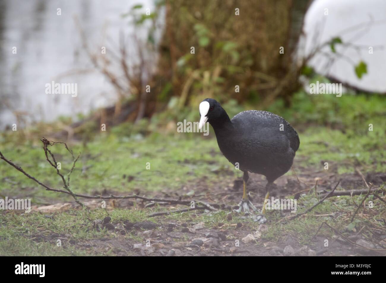 Coot camminare vicino a un lago a Maple Lodge Conservation Society, acero Cross, Regno Unito Foto Stock