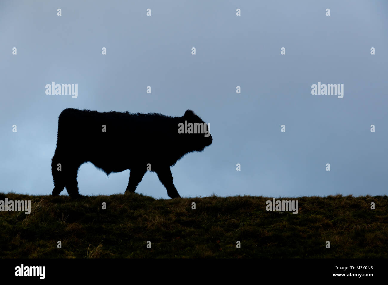 Giovane black bull su Malvern Hills silhouette contro un opaco blu del cielo. Bovini, torello. Malvern, Worcestershire, England, Regno Unito Foto Stock