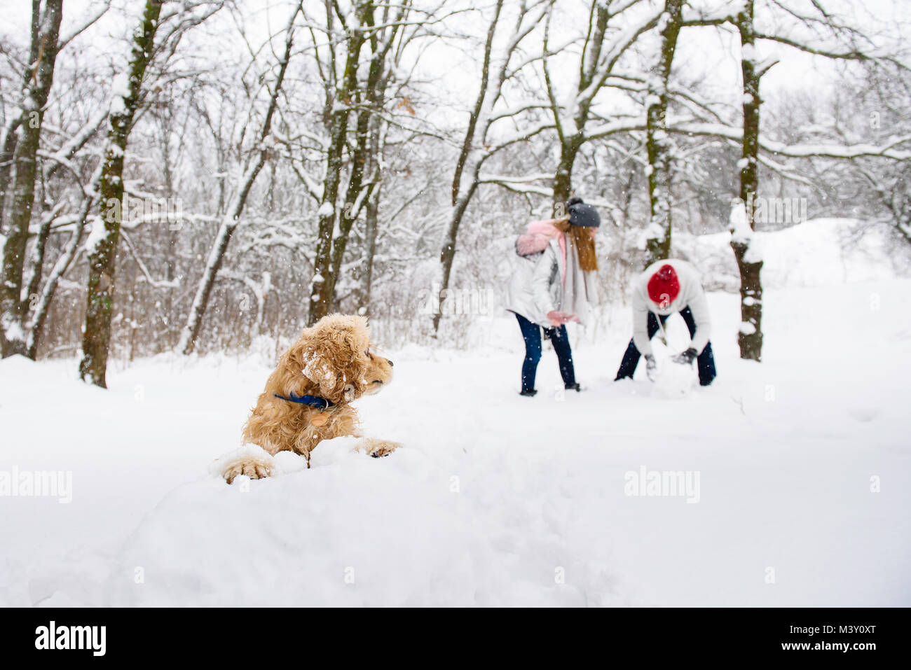 Cani e persone avendo divertimento in inverno foresta con la neve Foto Stock
