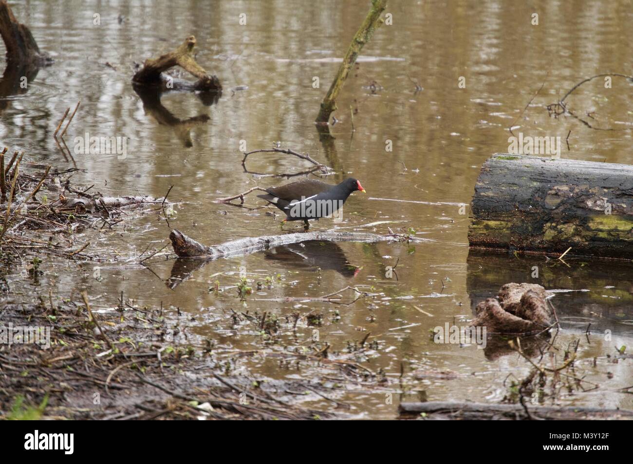 Moorhen guadare in un lago a Maple Lodge Conservation Society, acero Cross, Regno Unito Foto Stock