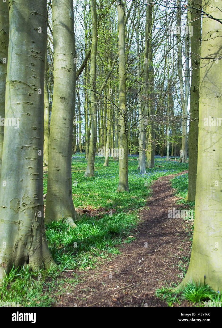 Bluebell legno a Coton Manor Foto Stock