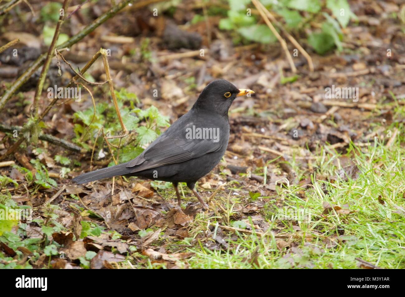 Merlo rovistando sul terreno al Maple Lodge Conservation Society, acero Cross, Regno Unito Foto Stock