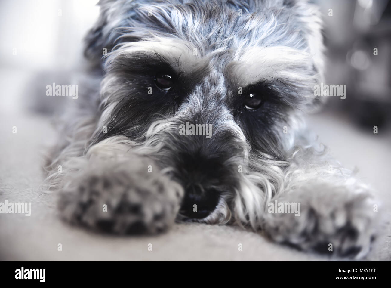 Cucciolo schnauzer miniatura giace sul pavimento, funny dog Foto Stock