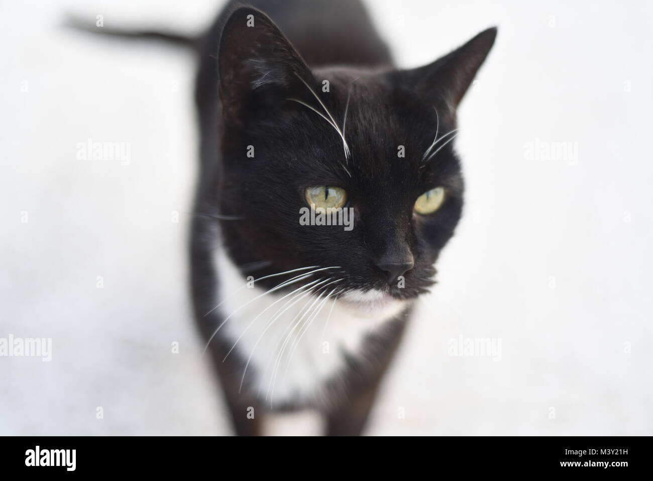 occhi di gatto Foto Stock