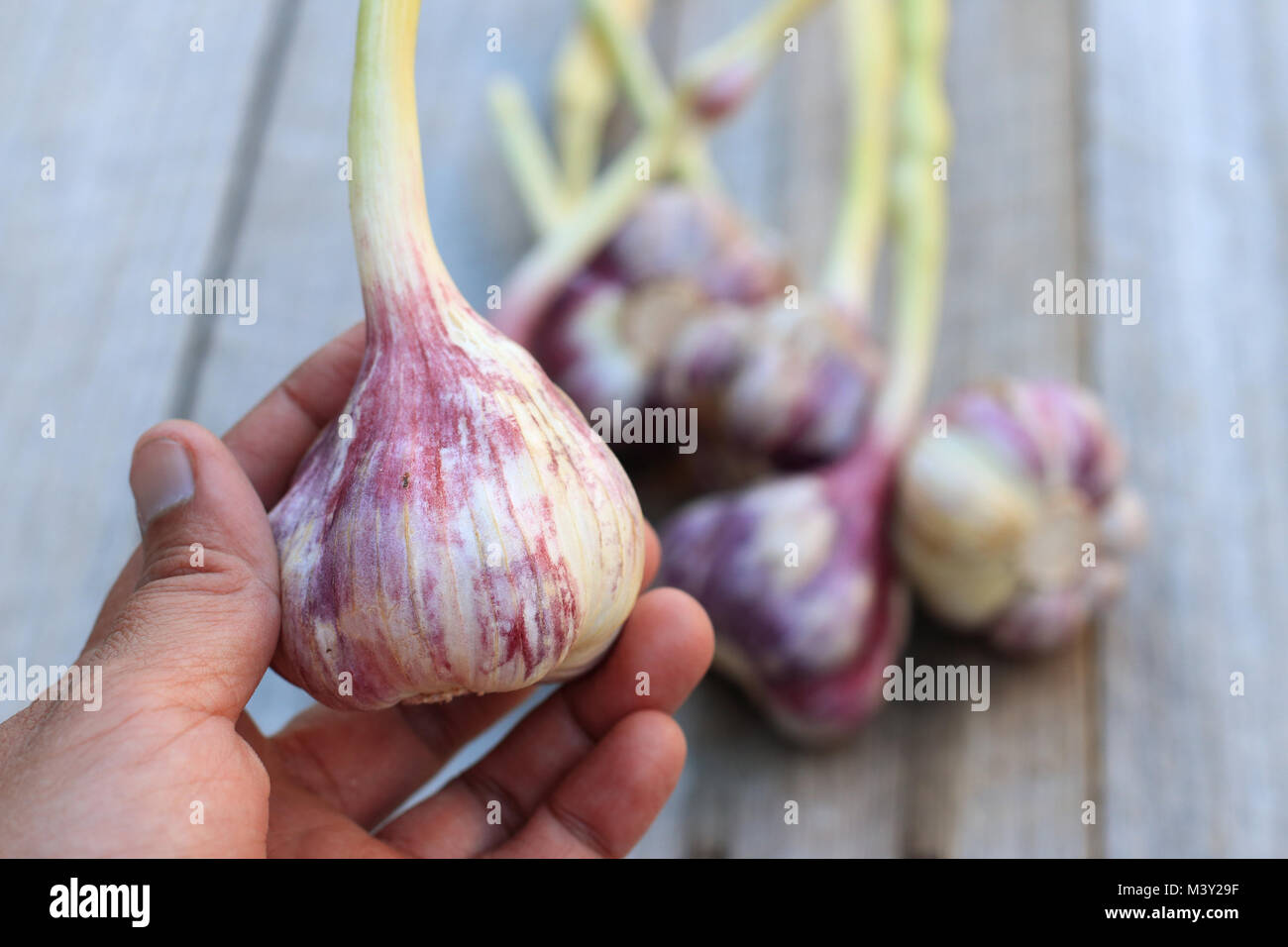 Appena raccolto Allium sativum o noto come bulbi di aglio su sfondo di legno Foto Stock