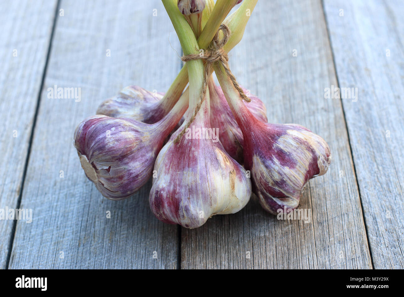 Appena raccolto Allium sativum o noto come bulbi di aglio su sfondo di legno Foto Stock