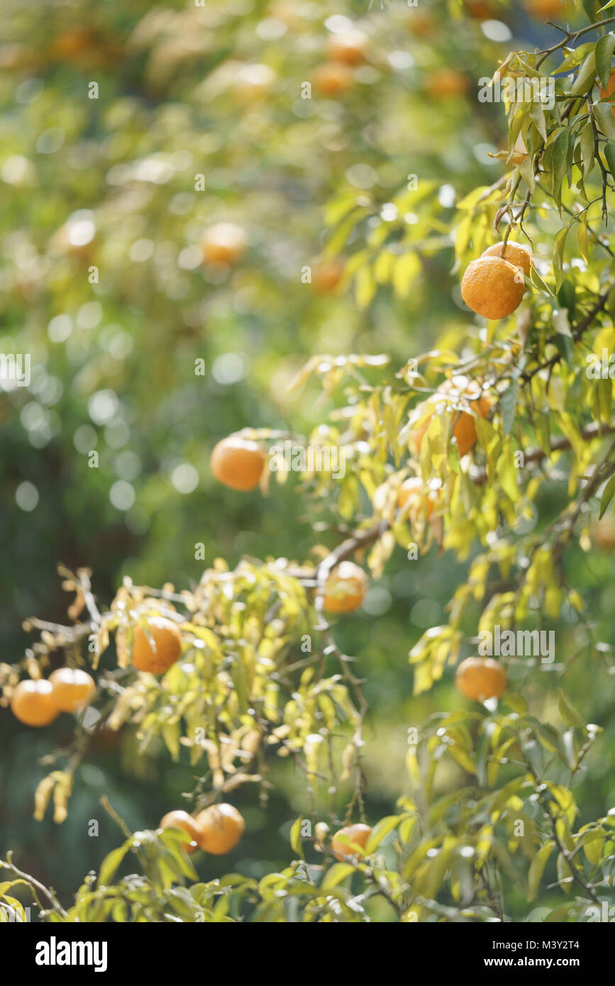 Yuzu nel raccolto, Akiruno City, Tokyo, Giappone Foto Stock