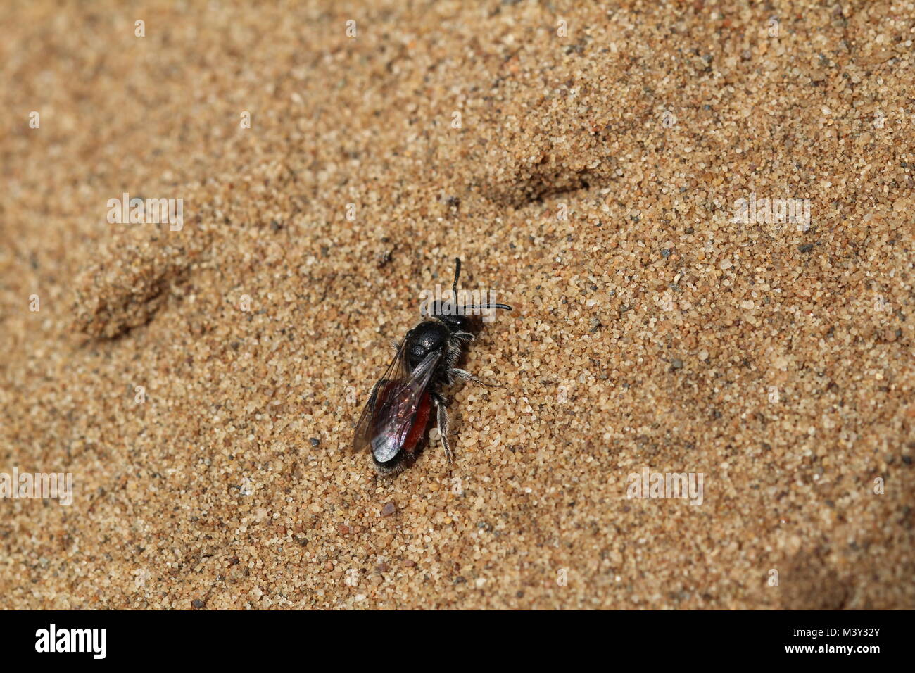 Sphecodes pellucidus (o la buca di sabbia sangue-bee), una specie di ape solitaria trovati sulle dune di sabbia e la brughiera. Foto Stock