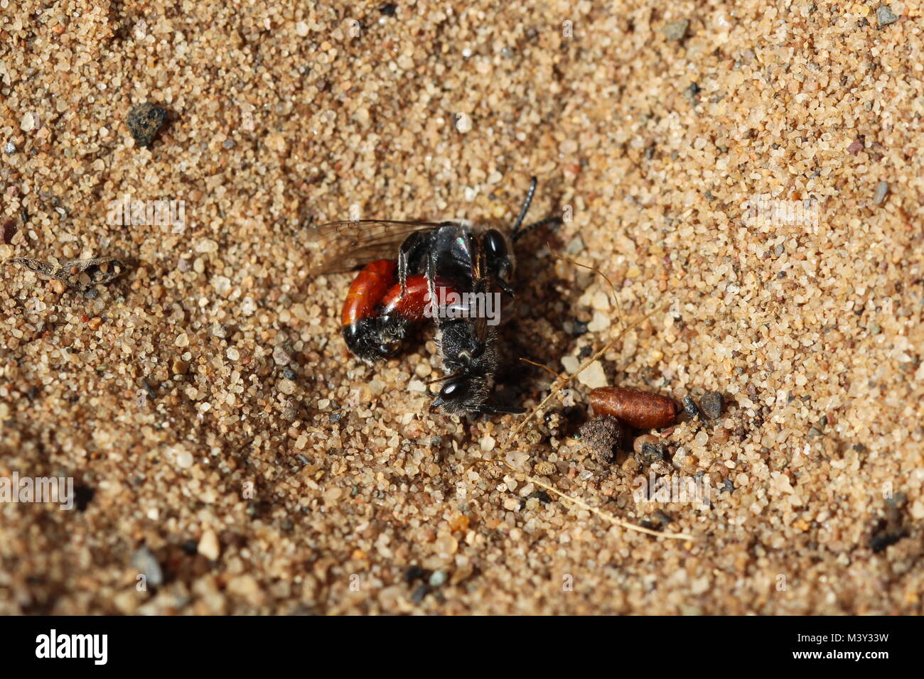 Il corteggiamento e il comportamento di accoppiamento di Sphecodes pellucidus (o la buca di sabbia sangue-bee), una specie di ape solitaria trovati sulle dune di sabbia e la brughiera. Foto Stock
