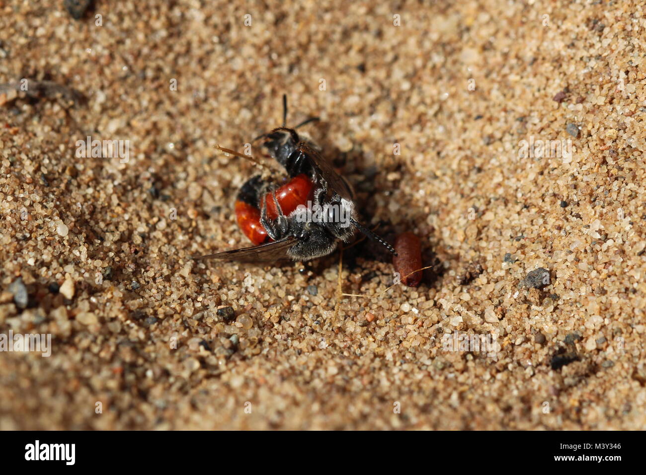 Il corteggiamento e il comportamento di accoppiamento di Sphecodes pellucidus (o la buca di sabbia sangue-bee), una specie di ape solitaria trovati sulle dune di sabbia e la brughiera. Foto Stock