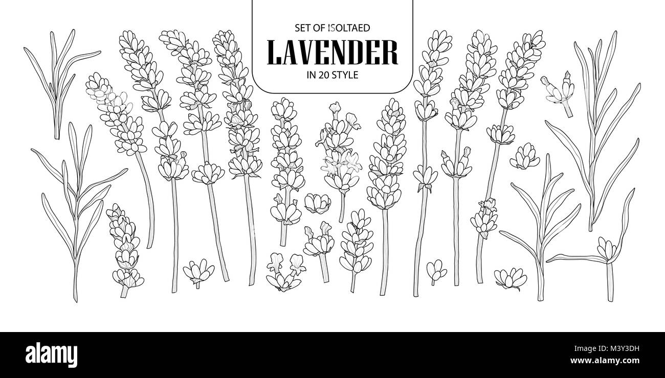 Set di isolato di lavanda in 20 stili. Carino disegnato a mano fiore illustrazione vettoriale nel contorno nero e il piano bianco su sfondo bianco. Illustrazione Vettoriale