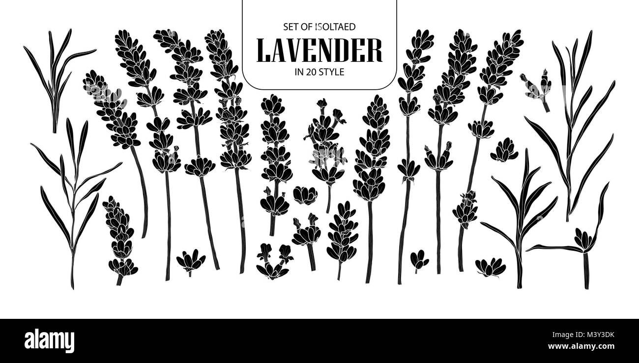 Set di silhouette isolato di lavanda in 20 stili. Carino disegnato a mano fiore illustrazione vettoriale nel profilo bianco e nero piano su sfondo nero. Illustrazione Vettoriale