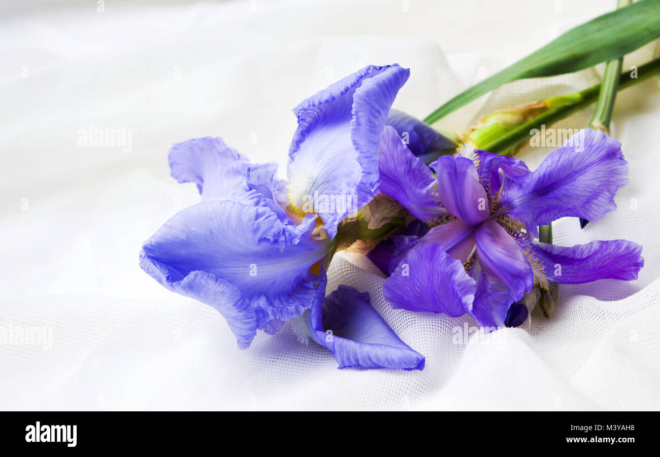 Iris blu fiori bianchi su sfondo tessili close up Foto Stock