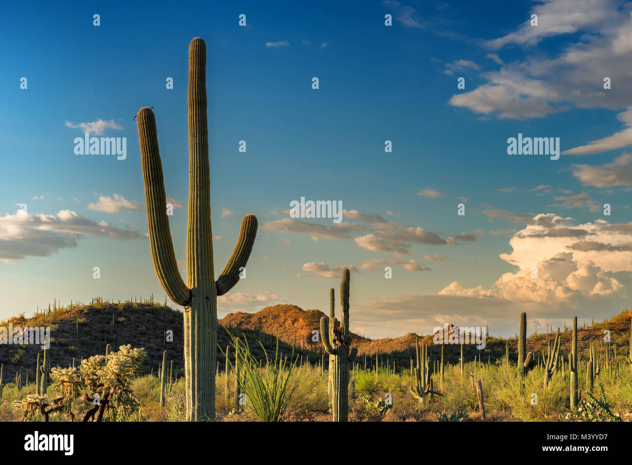 Un gigante Saguaro, uno dei più grandi di cactus al mondo, nel Parco nazionale del Saguaro, nei pressi di Tucson in Arizona. Foto Stock