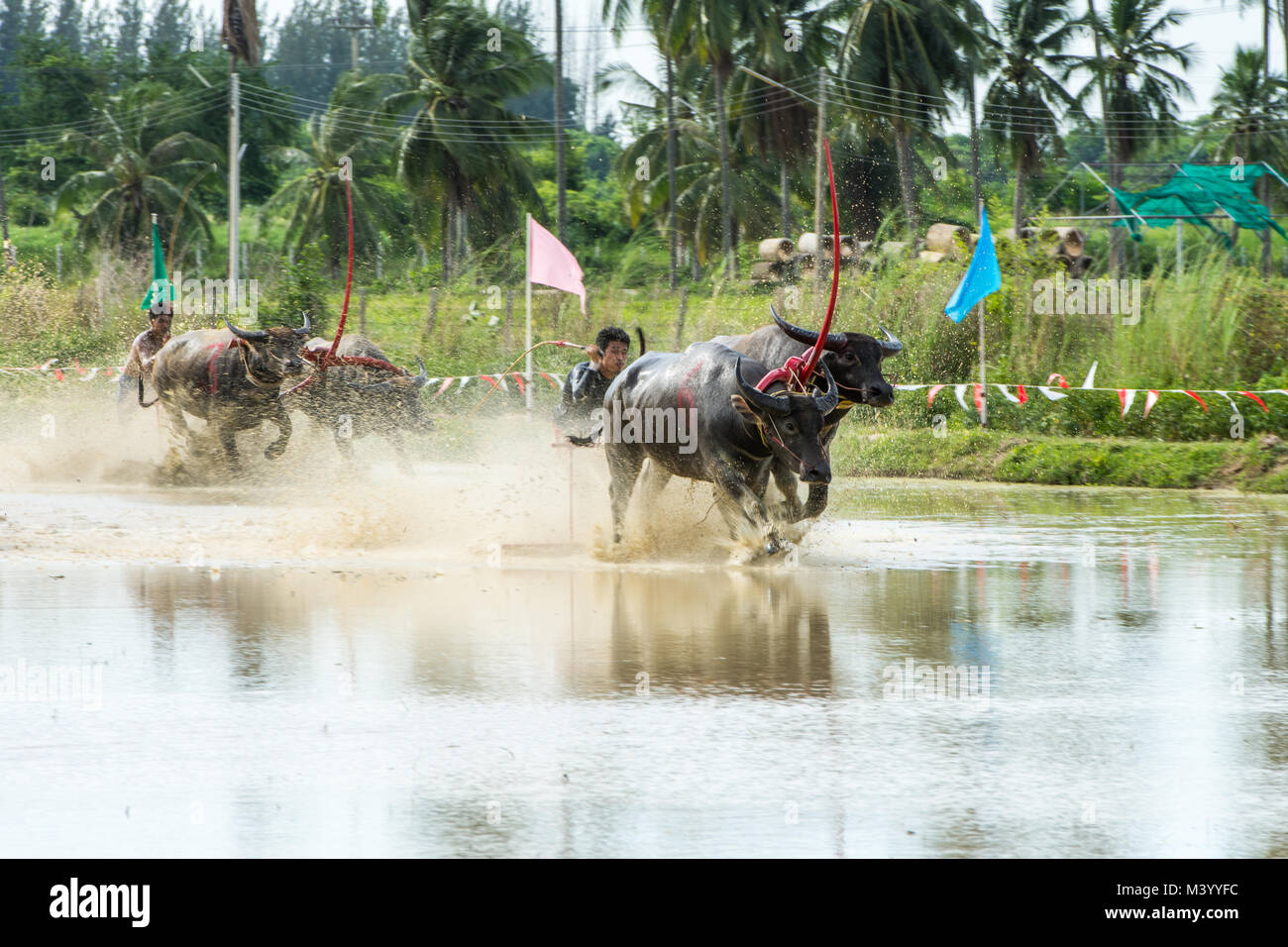 Chonburi, Tailandia - 18 Giugno 2017: Buffaloes racing sul riso fattoria, l'evento annuale in Chonburi, Thailandia Foto Stock