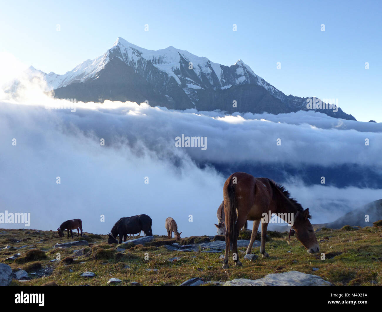Mattina sotto Nilgiri mountain - cavalli in pascolo - Circuito di Annapurna Trek in Nepal Foto Stock
