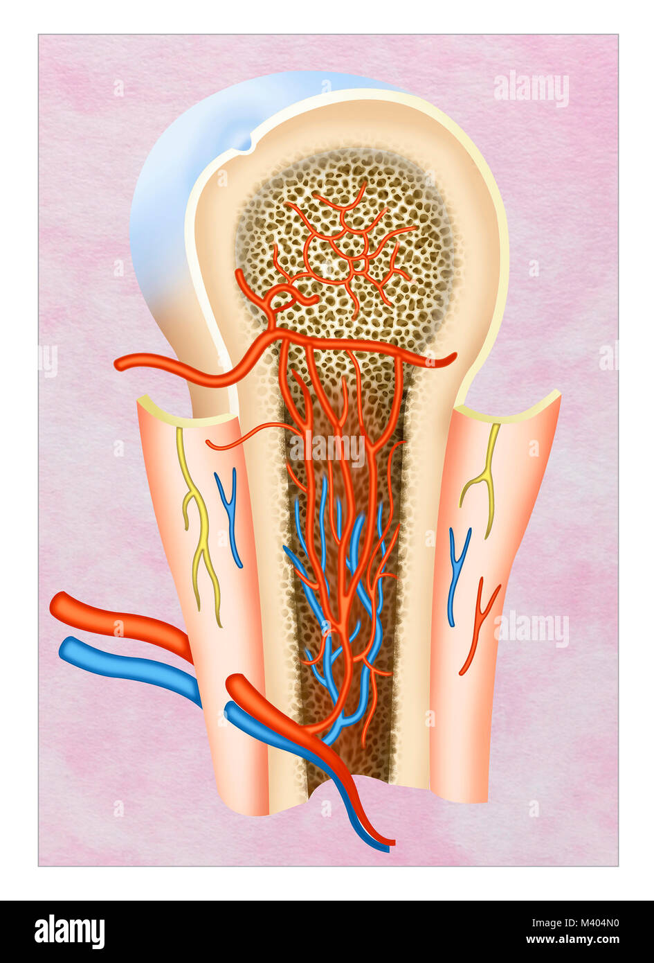 Il processo di formazione del sangue è chiamato ematopoiesi. Questo è trovato nel tessuto spugnoso delle ossa. Il midollo rosso diventa il principale hemop Foto Stock