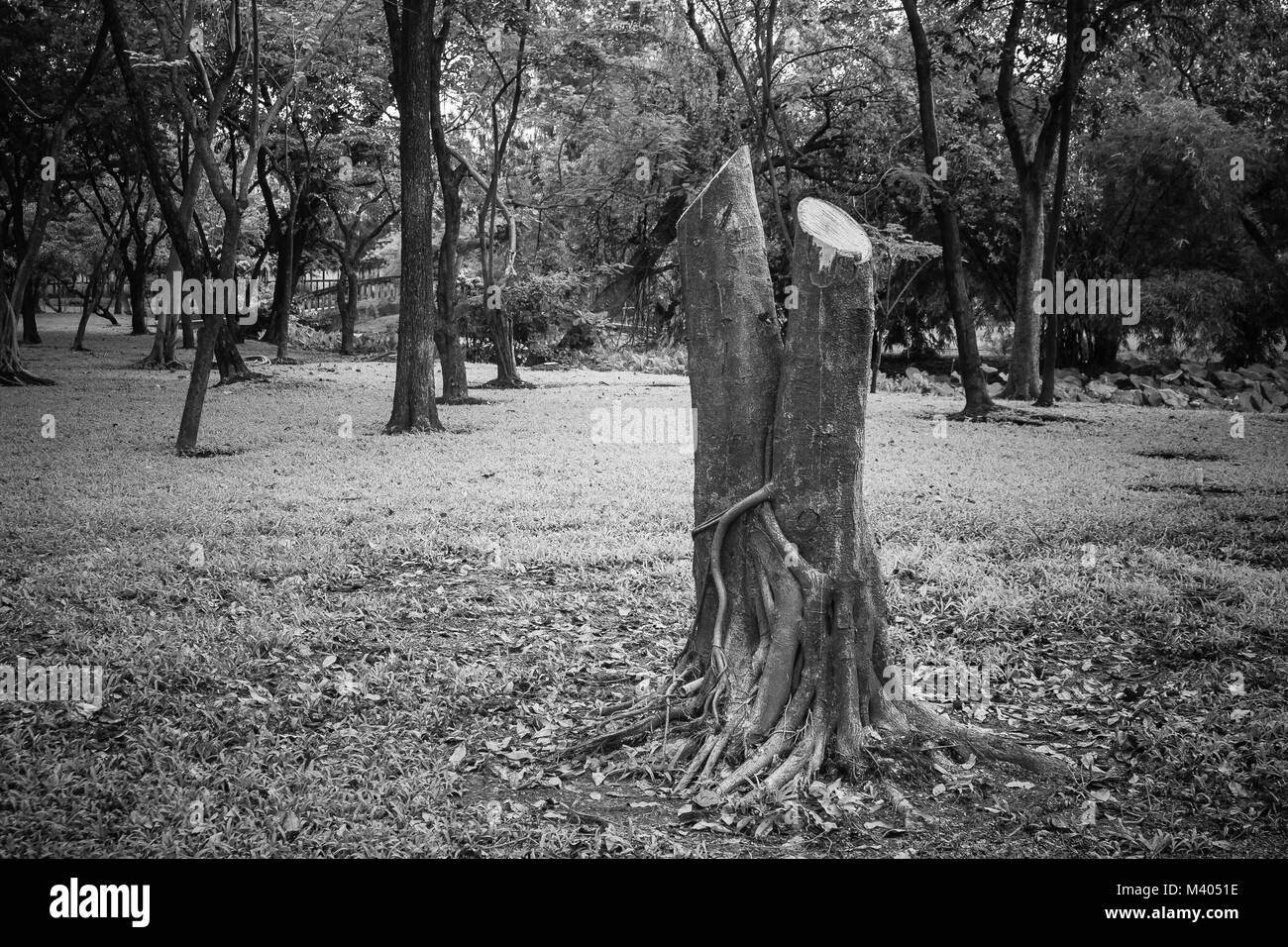 Concetto di ecologia : tronco di albero essendo taglio basso circondato da molti alberi del parco. Foto Stock