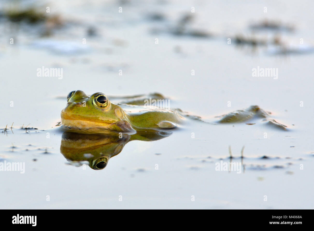 Rana verde su acqua in estate Foto Stock