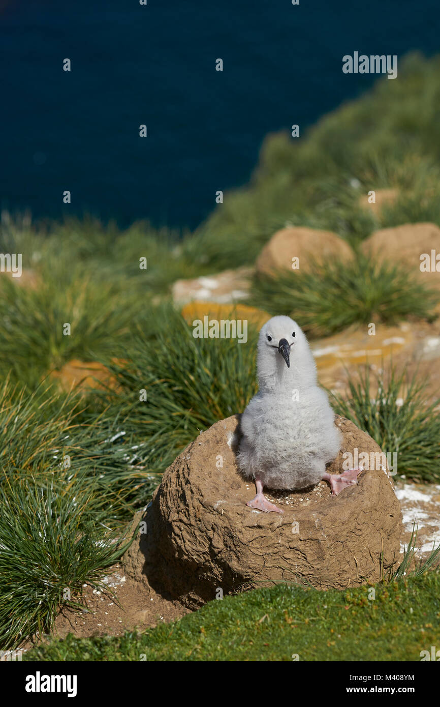 Pulcino di black-browed Albatross (Thalassarche melanophrys) seduto sul suo nido sulle scogliere di West Point Island nelle isole Falkland. Foto Stock