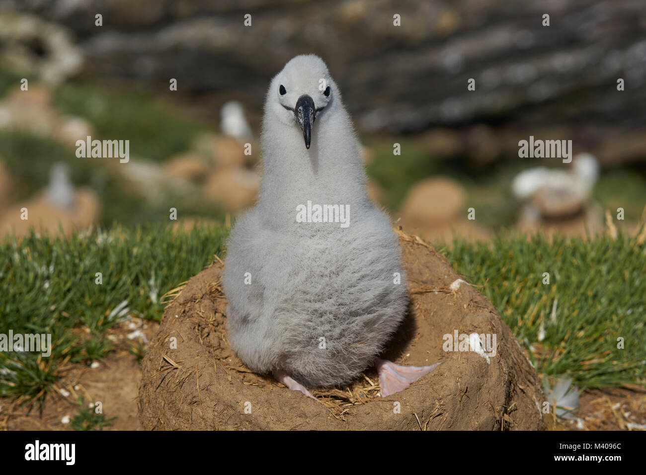 Pulcino di black-browed Albatross (Thalassarche melanophrys) seduto sul suo nido sulle scogliere di West Point Island nelle isole Falkland. Foto Stock