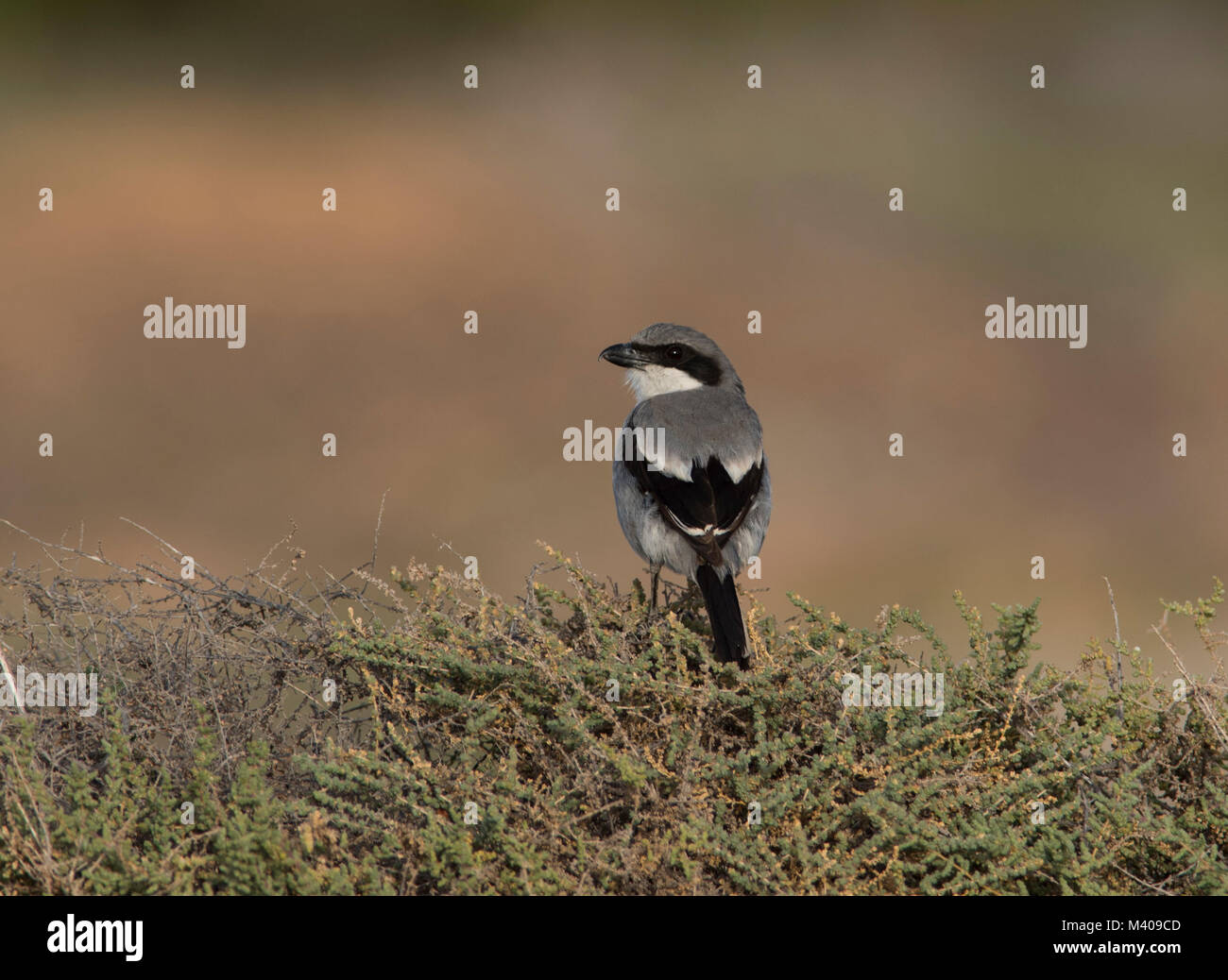 Grigio meridionale (Shrike Lanius meridionalis) sull'isola delle Canarie Fuerteventura Spagna seduto su un arbusto verde in pieno sole. Foto Stock