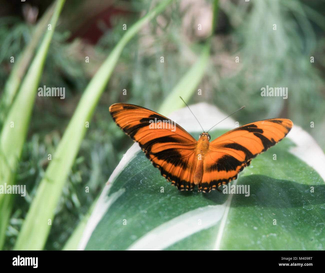 Riprese macro di farfalla monarca seduti su grandi foglie con colorate ali extended.Butterfly giocare entro le ombre come pure in luce. Foto Stock