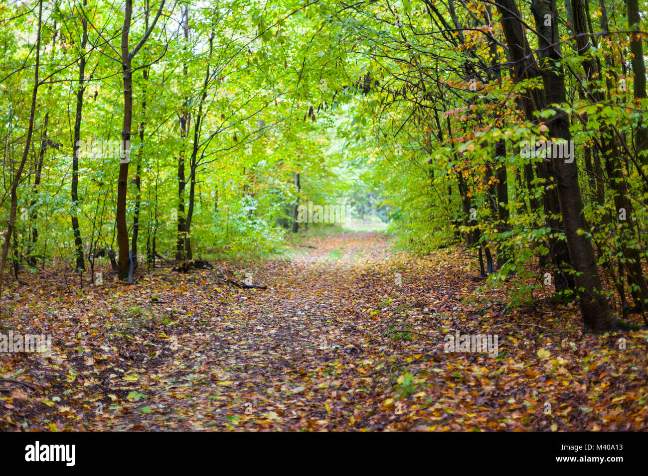 Herbstimpressionen aus dem Selketal im Harz Foto Stock