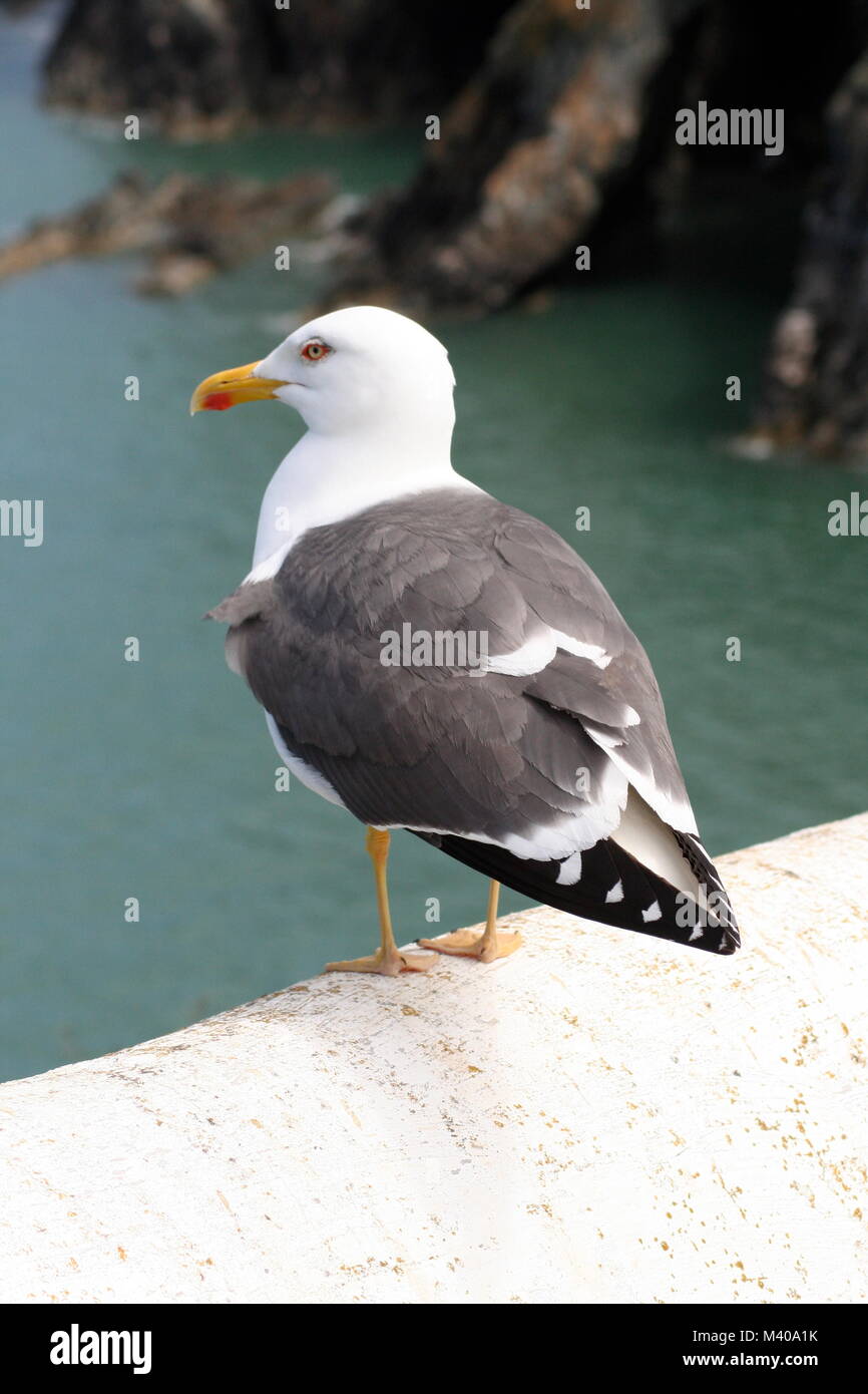 Sea Gull arroccato sulla scogliera edge Foto Stock