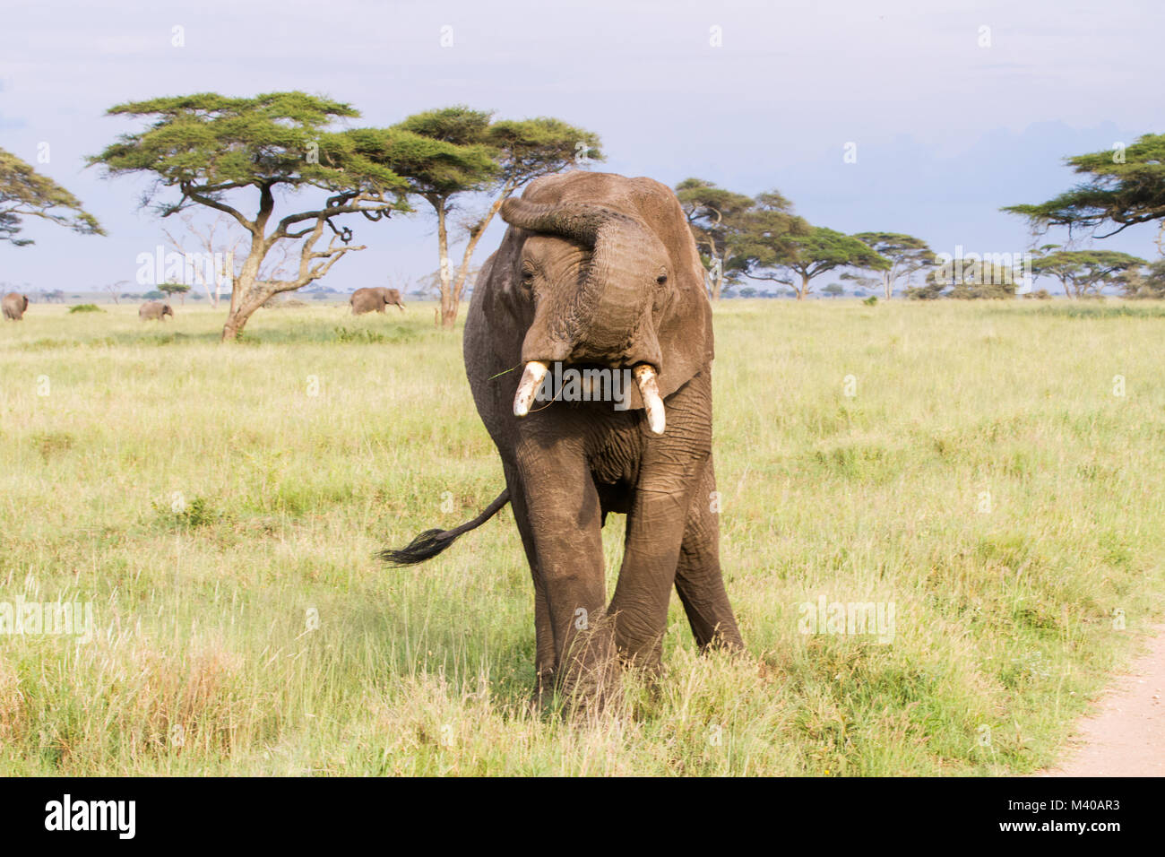 Gli elefanti africani del genere Loxodonta nel Parco Nazionale del Serengeti, Tanzania Foto Stock