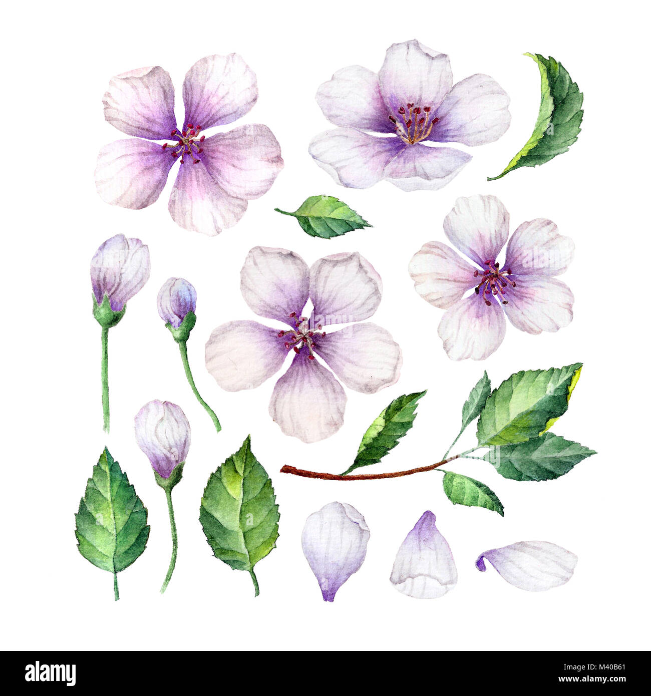 Impostare, raccolta di Apple fiori, petali e foglie isolati su sfondo bianco. Foto Stock