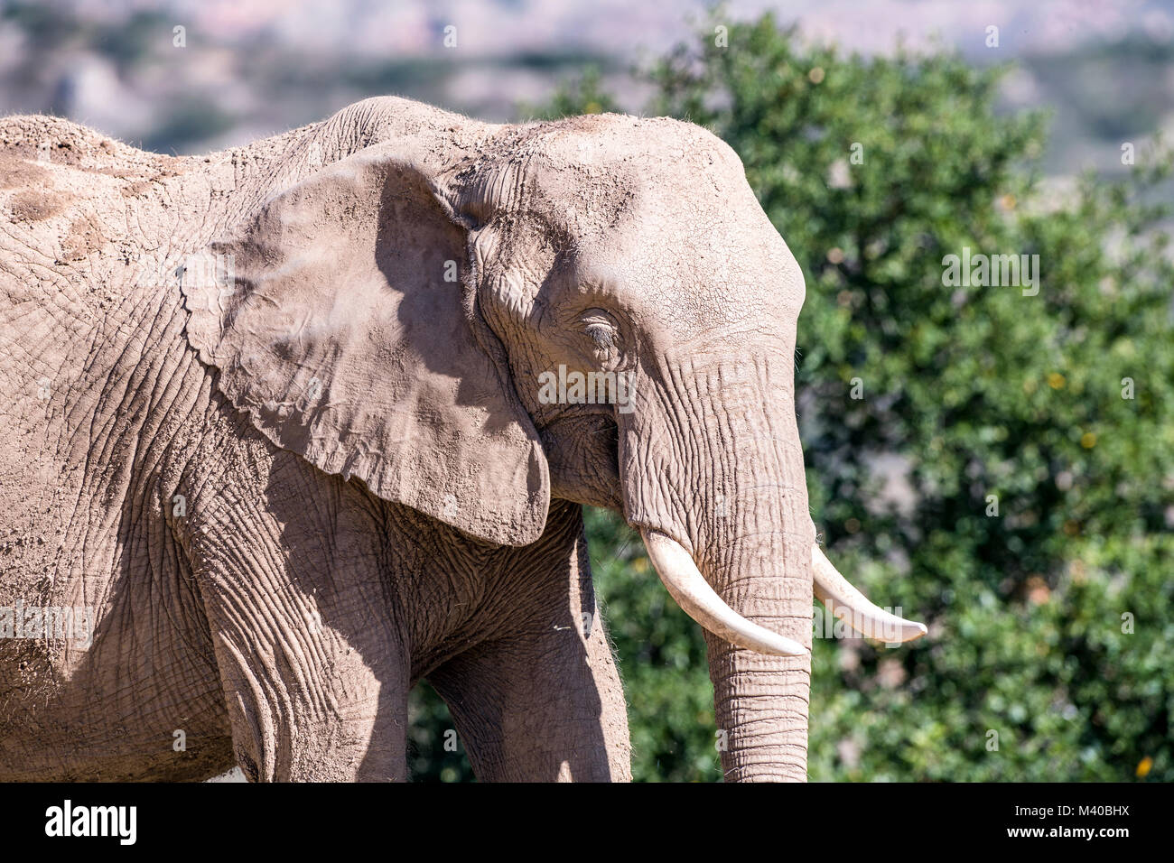 Un grande elefante selvatico in piedi nel sole caldo è coperto di fango per aiutare a mantenere lui cool Foto Stock