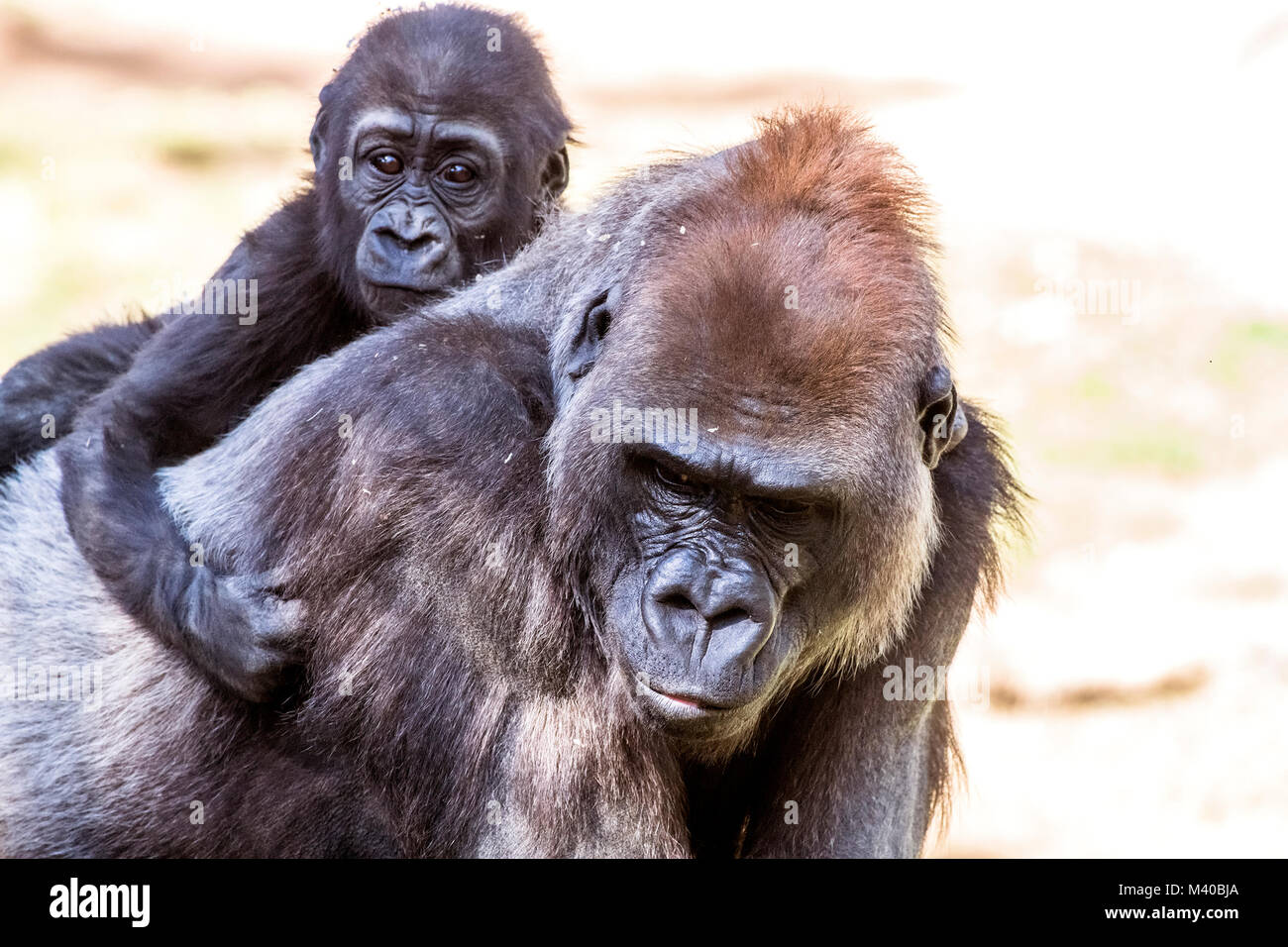 Una femmina di gorilla silverback con i suoi giovani rampolli mostra il legame tra la madre e il neonato. Foto Stock