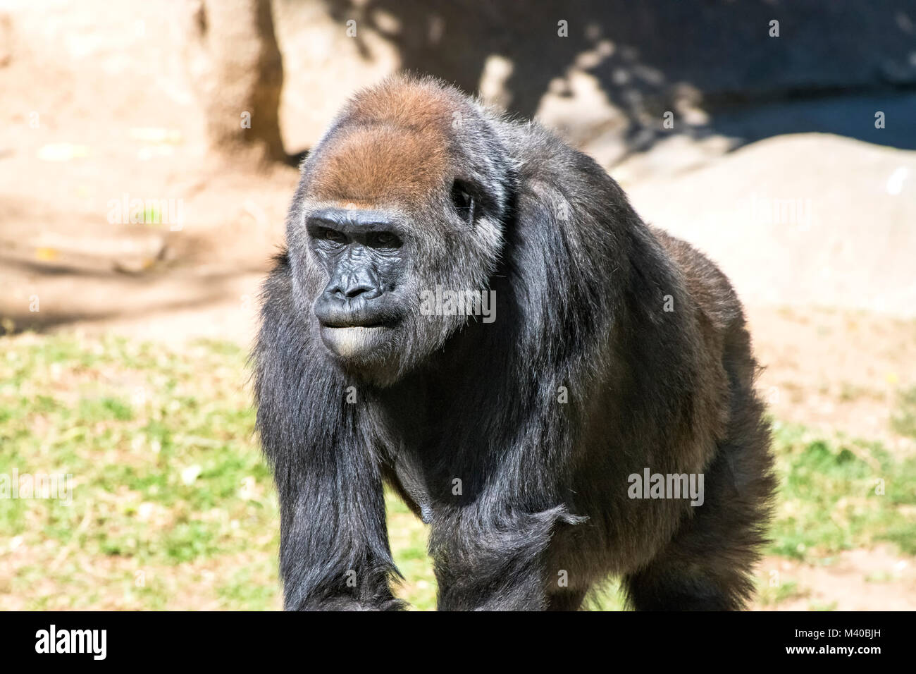 Un autorevole, dominante Gorilla Silverback coetanei attraverso la distesa di proteggere il suo gruppo. Foto Stock