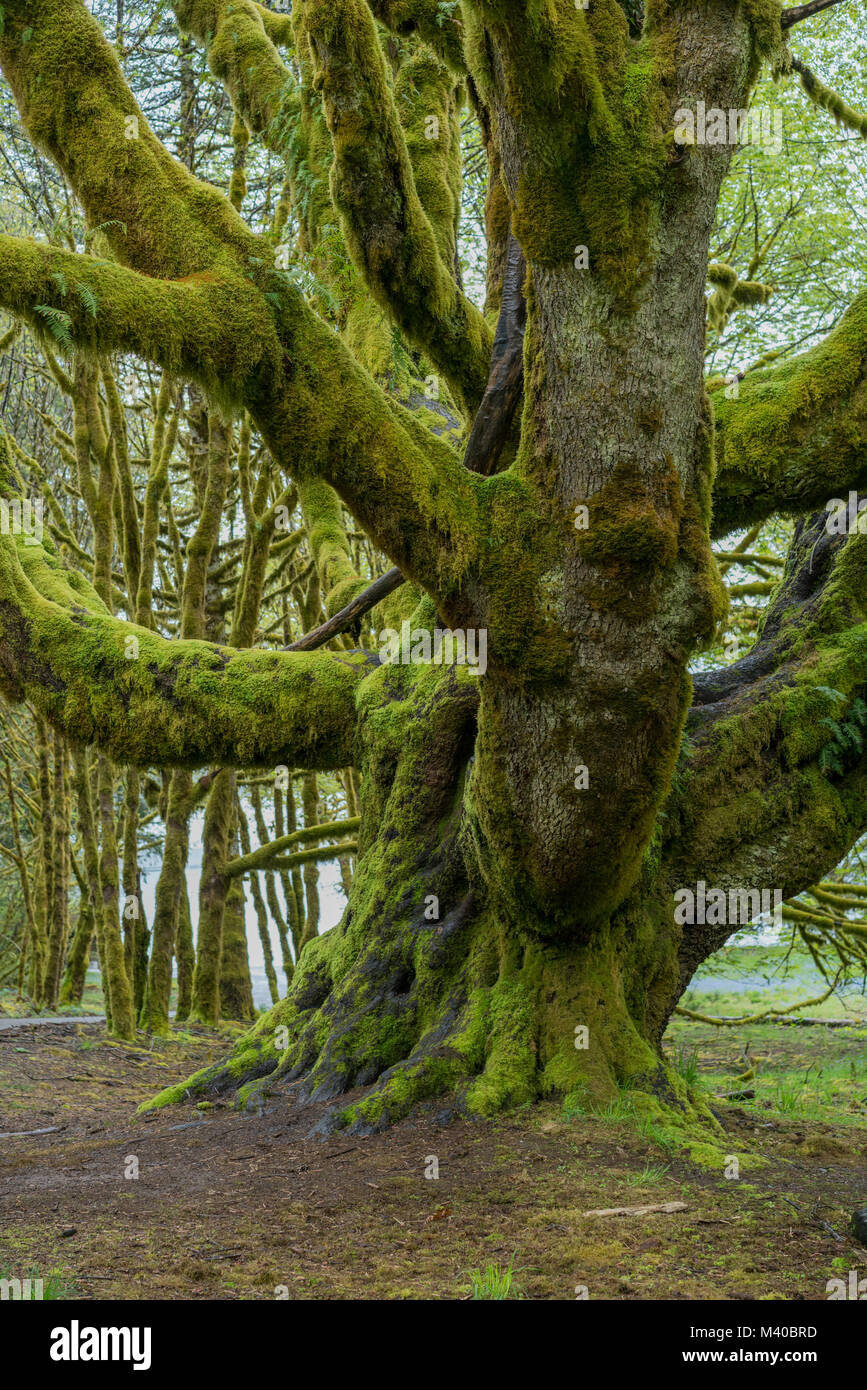 Un muschio coperto albero nel Parco Nazionale di Olympic, Washington Foto Stock