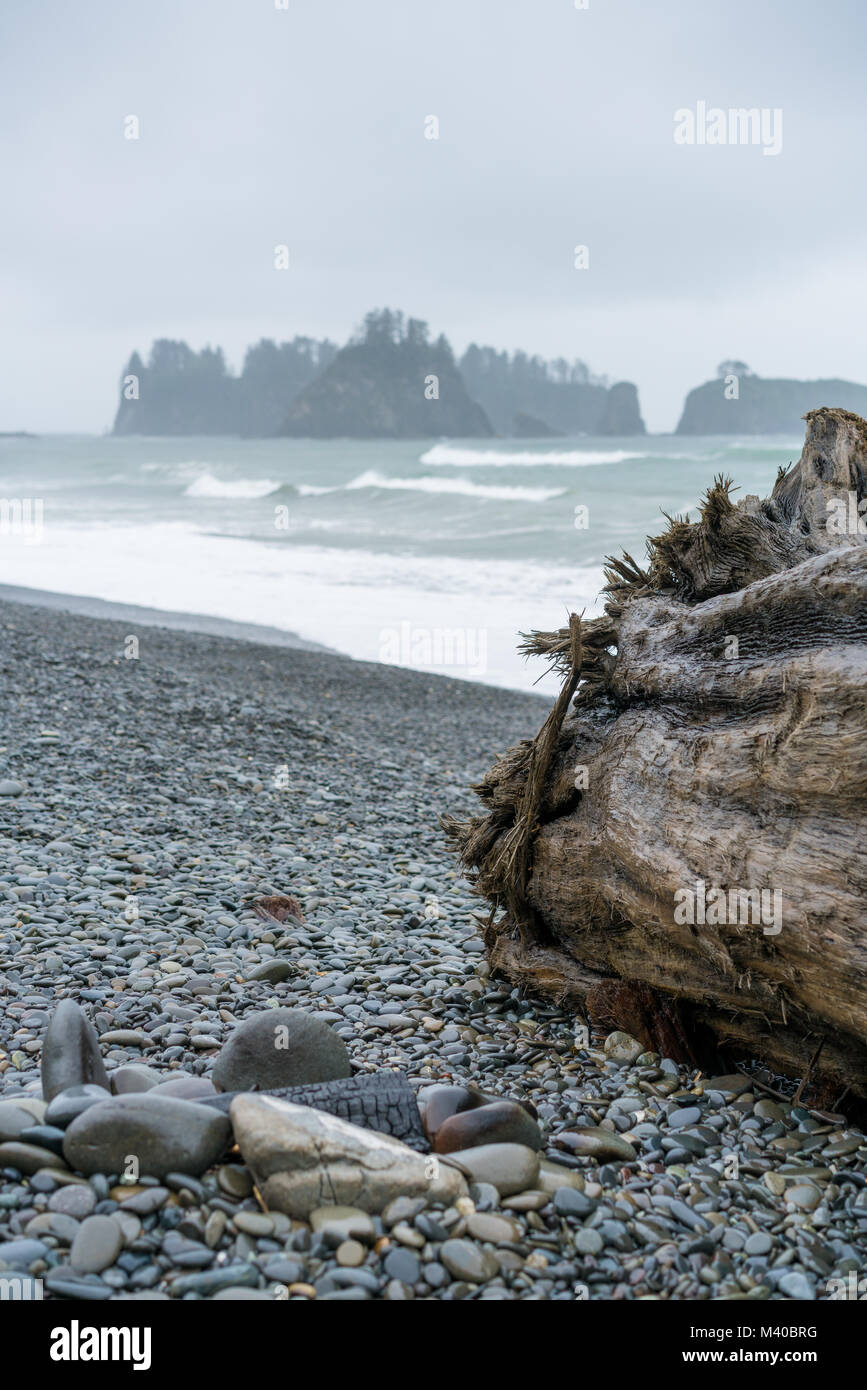Rialto Beach sulla costa di Washington con un antico tronco di albero in primo piano. Foto Stock