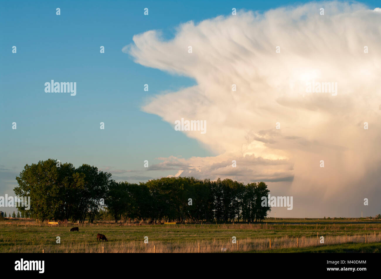 Alberta, Canada. Le mucche al pascolo in un pascolo con un supercell temporale nella distanza su una serata primaverile. Foto Stock