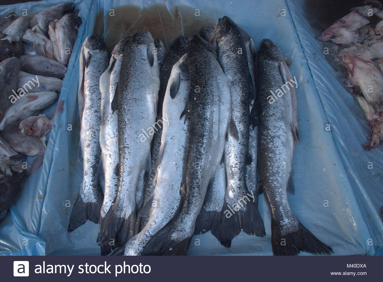 Il pesce in vendita su un mercato del pesce a Dublino, Irlanda. Credito/reallifephotos Alamy Foto Stock