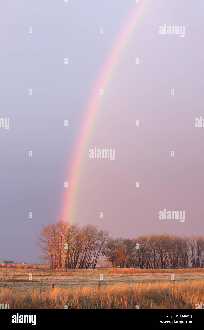 Alberta, Canada. Rainbow su alberi sulle praterie su una serata primaverile, con orientamento verticale. Foto Stock