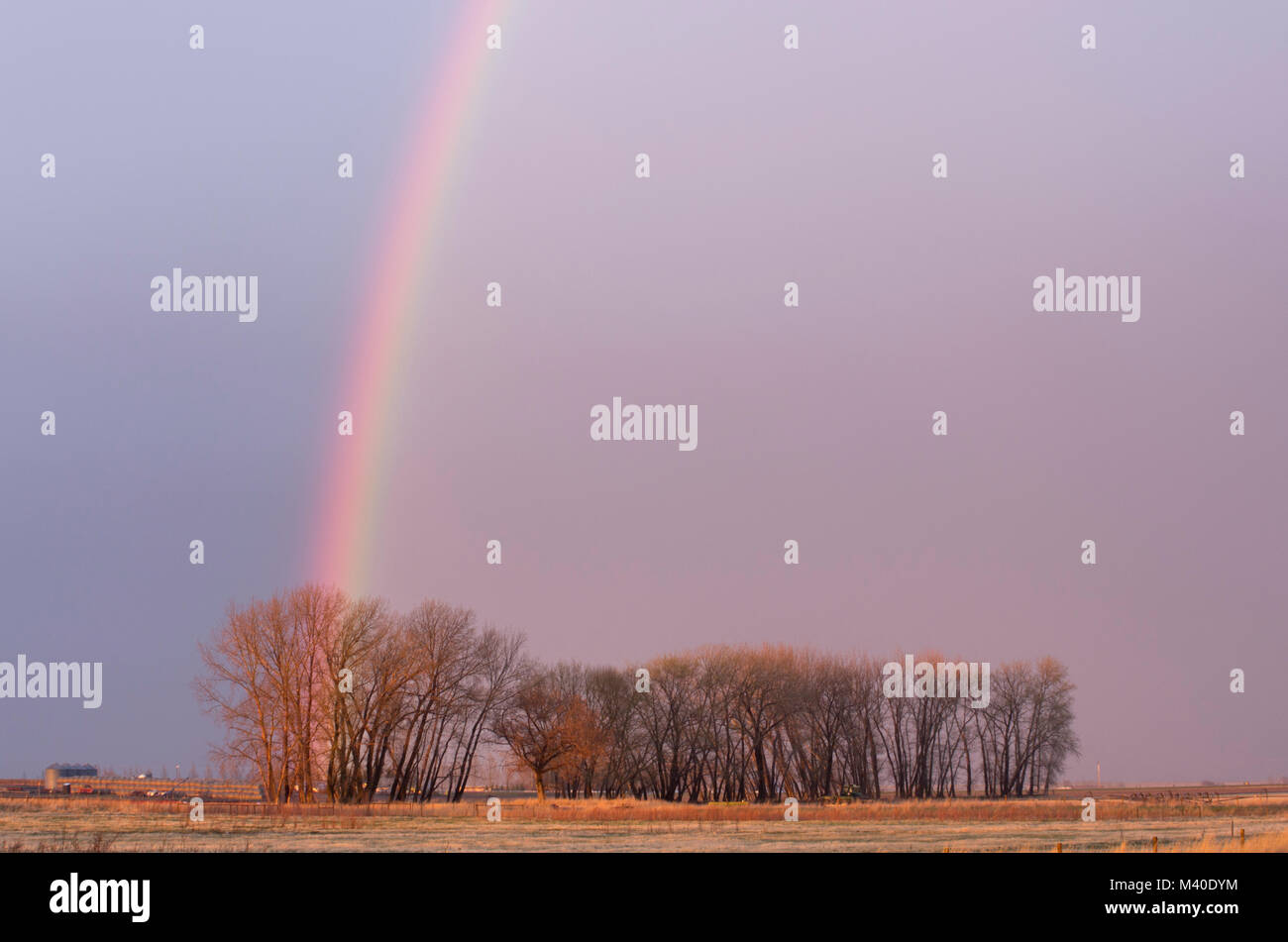 Alberta, Canada. Rainbow su alberi sulle praterie su una serata primaverile. Foto Stock