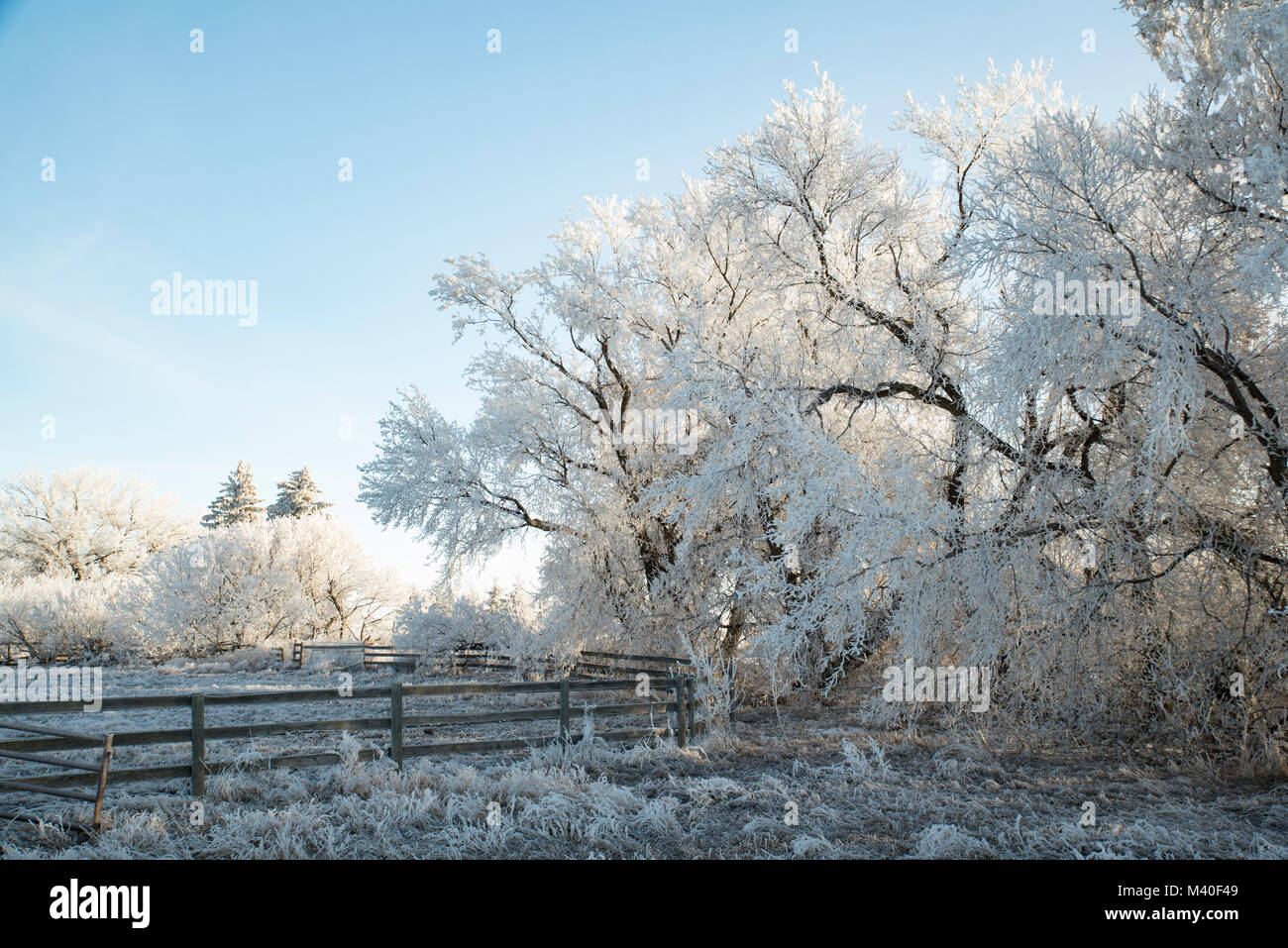 Alberta, Canada. La brina su alberi ed erbe di pascolo su Prairie inverno mattina. Foto Stock