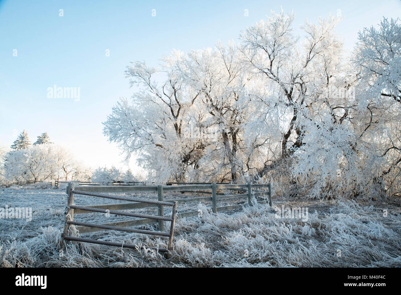 Alberta, Canada. La brina su alberi ed erbe di pascolo su Prairie inverno mattina. Foto Stock