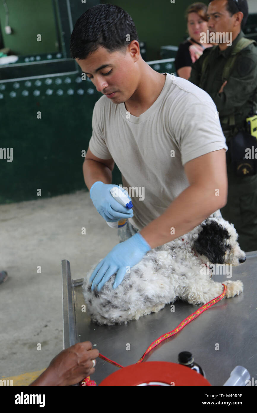 150712-A-BK746-118 BUENAVENTURA, Colombia (12 luglio 2015) PFC. Ramon Reyes, nativo di Orlando, Florida, assegnato all'esercito del decimo Montagna divisione, Fort Polk, La., spruzza un cane con contro pulci e zecche repellente in un sito vet stabilito a Eufermeria Canina del Grupo Antiexplosnos Urbano durante continuando promessa 2015. Continuando la promessa è un U.S. Comando sud-sponsorizzato e U.S. Forze Navali Comando meridionale/STATI UNITI 4a flotta-condotto di distribuzione condotta civile-militare comprendente le operazioni di aiuto umanitario assistenza civile, esperto in materia di scambi, medico, dentista, veterinario e ingegnere Foto Stock