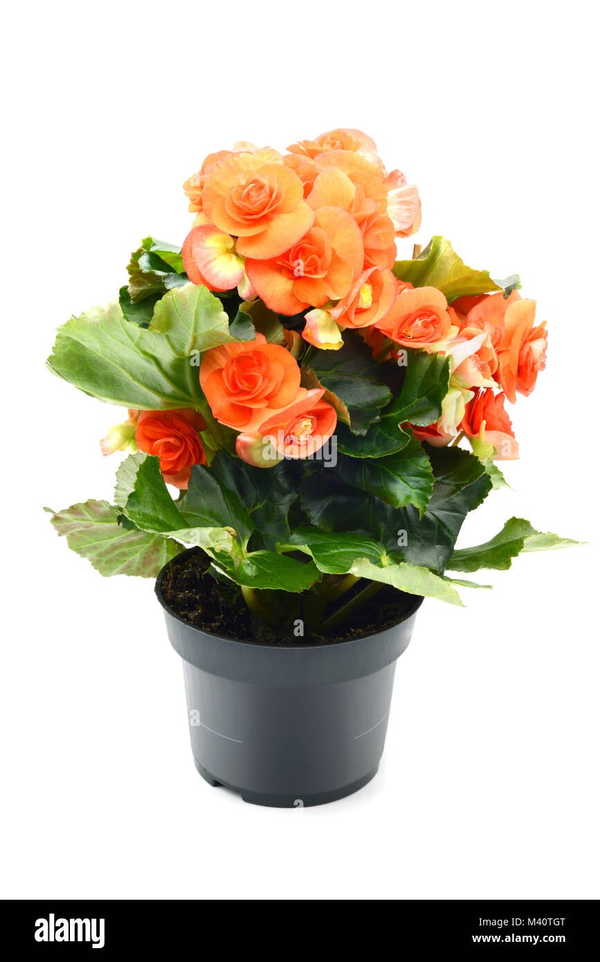 Arancione rosso Begonia Elatior vasi di fiori in vaso di fiori bianchi su sfondo isolato Foto Stock