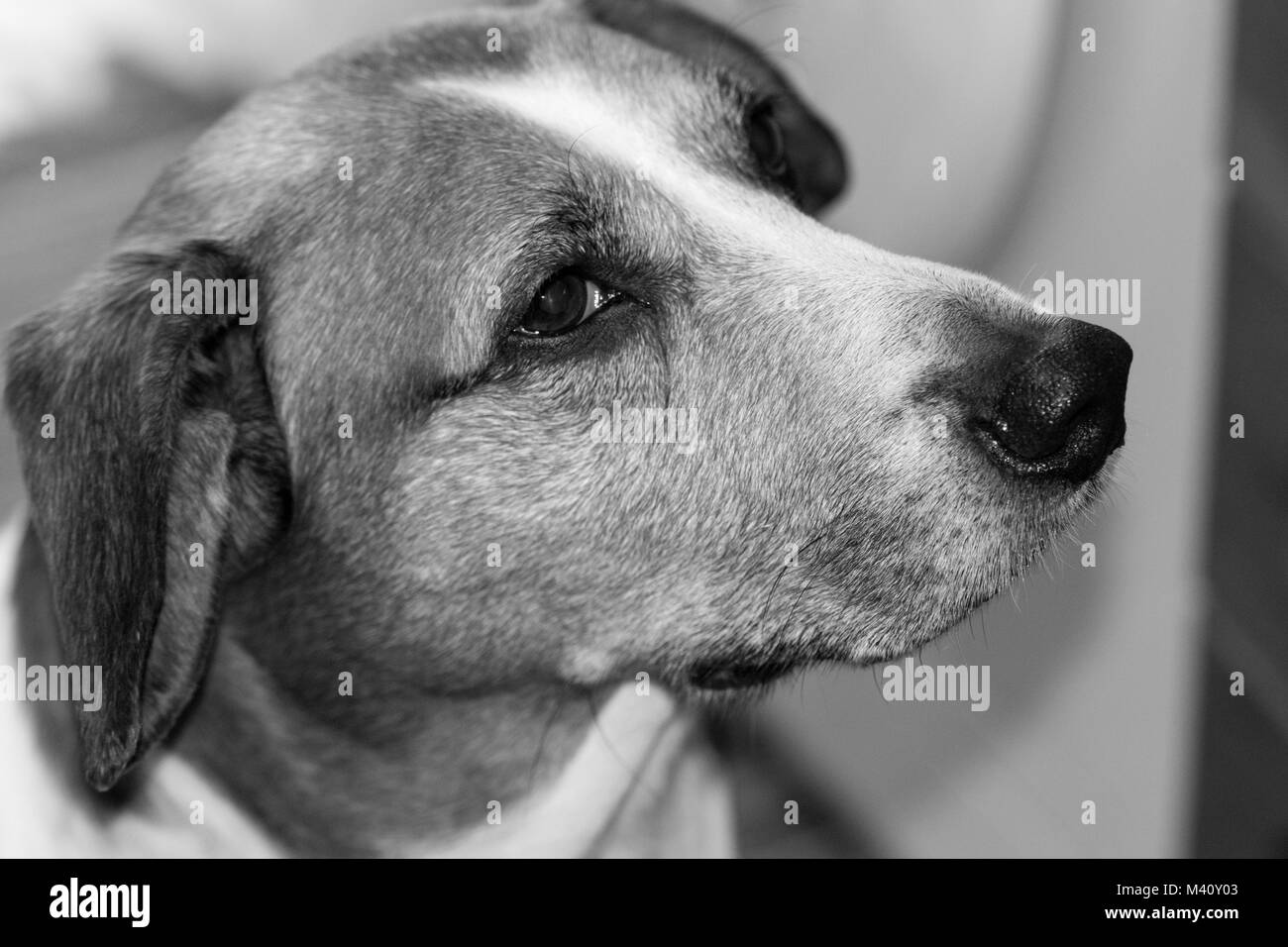 Cane   B&W Foto Stock