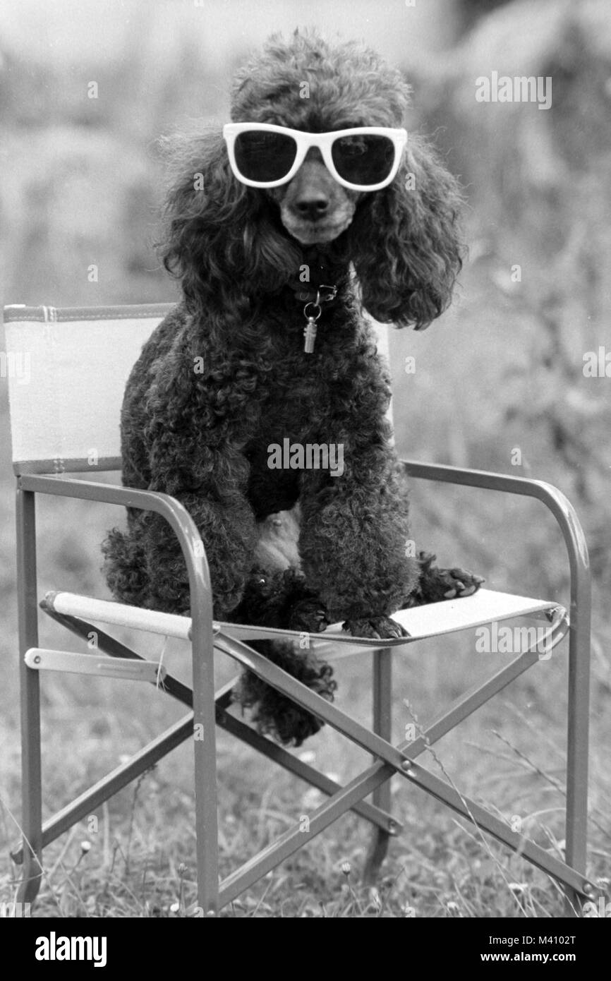 Un nero in miniatura cane barboncino seduto su una sedia indossando occhiali da sole Foto Stock