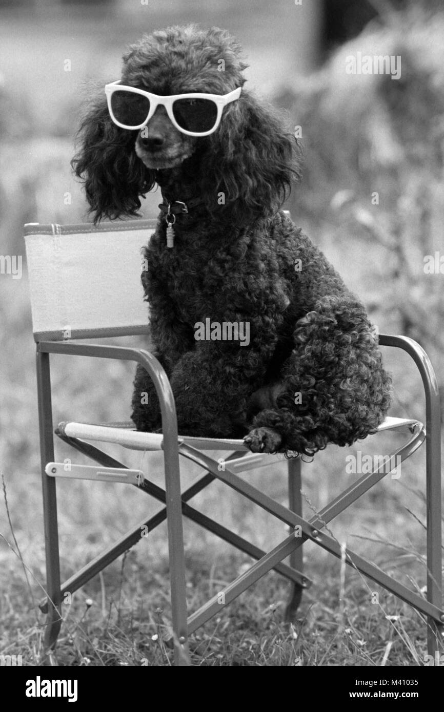 Un nero in miniatura cane barboncino seduto su una sedia indossando occhiali da sole Foto Stock